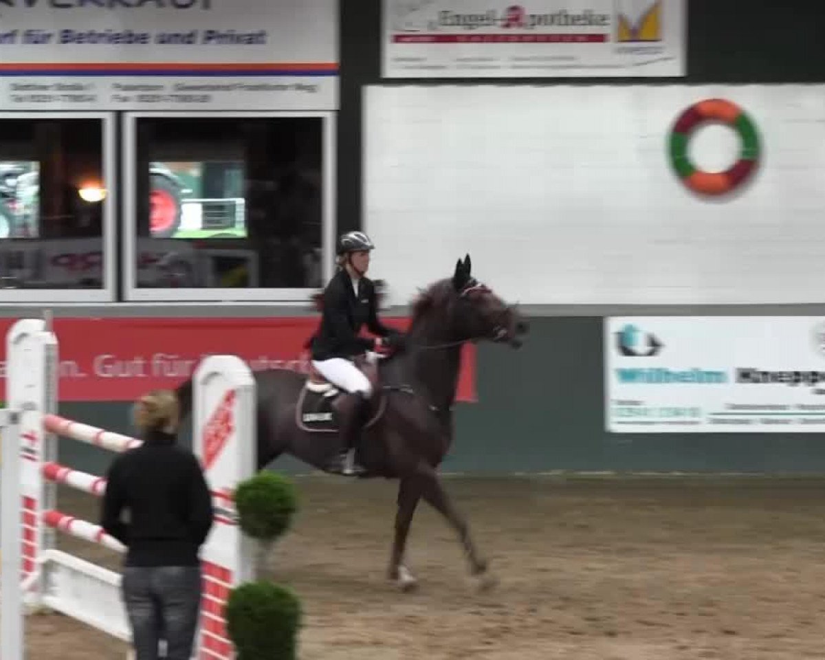 broodmare Tinkerbell de La Pomme (Selle Français, 2007, from Tinka's Boy)