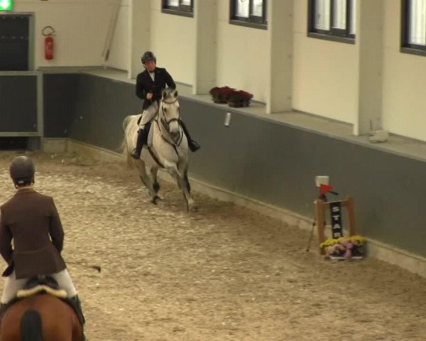 Springpferd Australian Sea vh Korenhof (Belgisches Warmblut, 2000, von Codex)