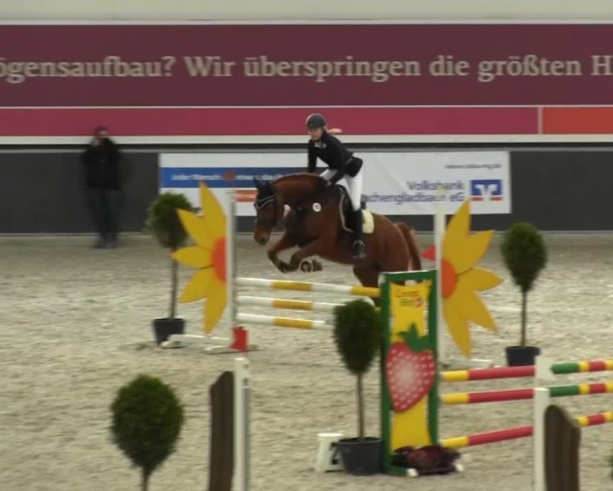 Zuchtstute Ballerina 294 (Hannoveraner, 2005, von Brentano II)