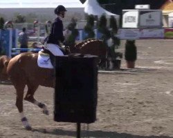 jumper Dassima 2 (KWPN (Royal Dutch Sporthorse), 2008, from Up To Date)