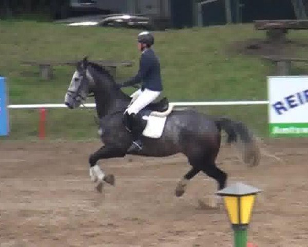 Springpferd Cracker 34 (KWPN (Niederländisches Warmblut), 2008, von Equador)