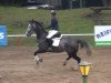 jumper Cracker 34 (KWPN (Royal Dutch Sporthorse), 2008, from Equador)