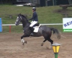 Springpferd Cracker 34 (KWPN (Niederländisches Warmblut), 2008, von Equador)