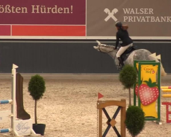 jumper D'Orsina (KWPN (Royal Dutch Sporthorse), 2008, from Wallenberg)