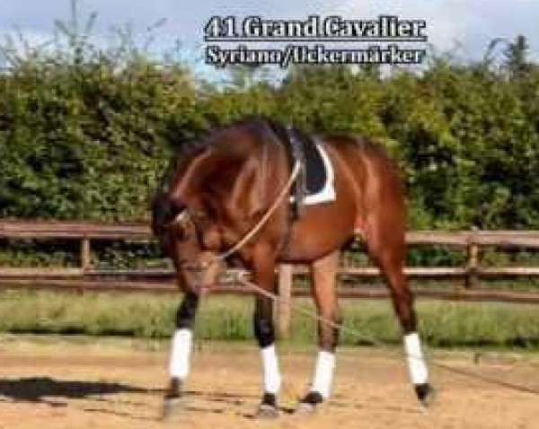 Springpferd Grand Cavalier (Trakehner, 2011, von Syriano)