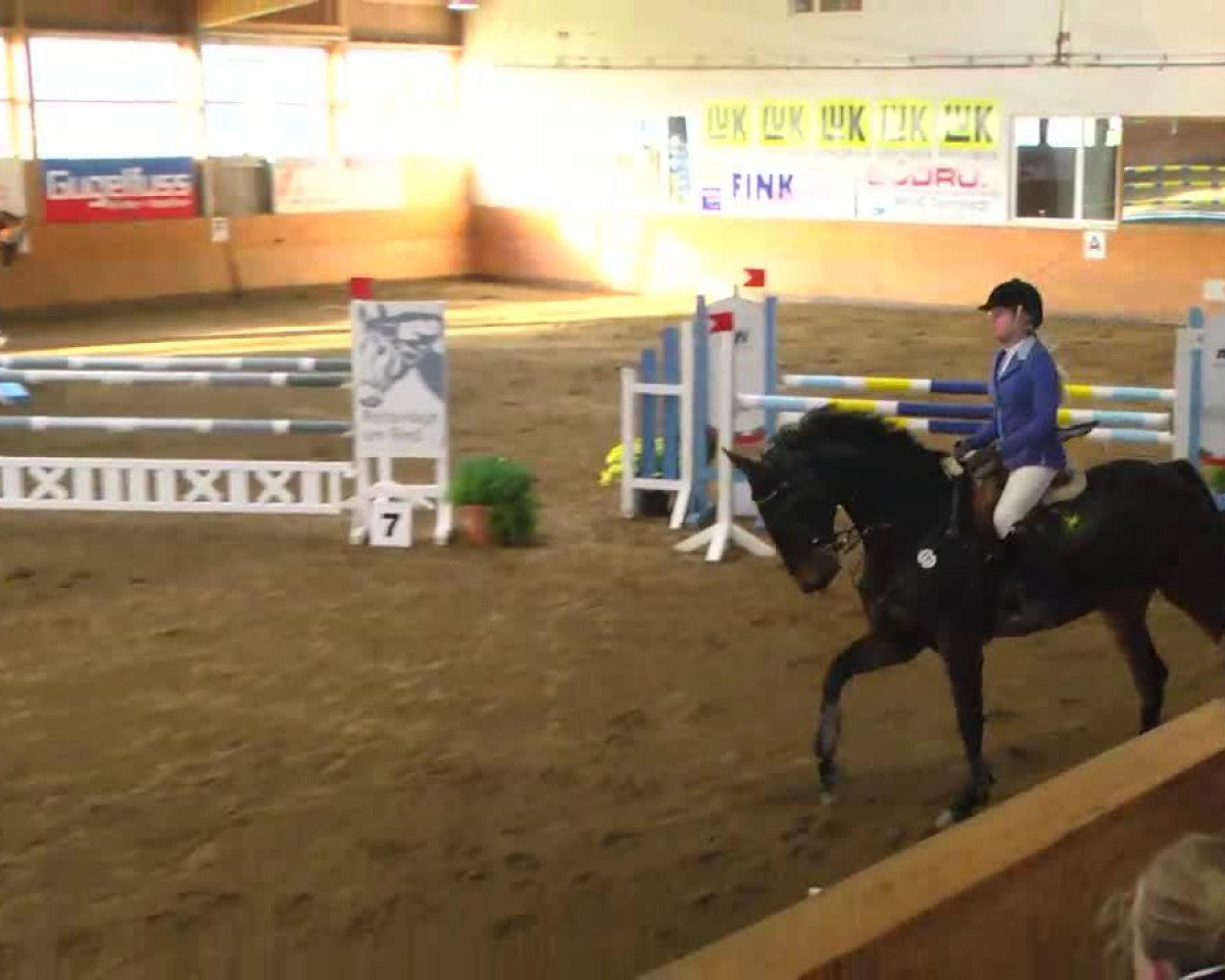 horse HL- Palisander (Holsteiner, 2007, from Contender)