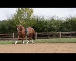 dressage horse Zepelin (Trakehner, 2011, from Imperio 3)