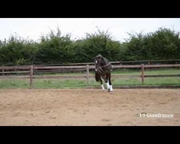 dressage horse Gianfranco 4 (Trakehner, 2011, from Hofrat)