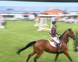 jumper Victoria 93 (Hanoverian, 2009, from Valentino)