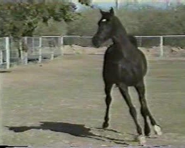 stallion The Prophecy ox (Arabian thoroughbred, 1994, from Lion of Judah ox)