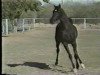 stallion The Prophecy ox (Arabian thoroughbred, 1994, from Lion of Judah ox)