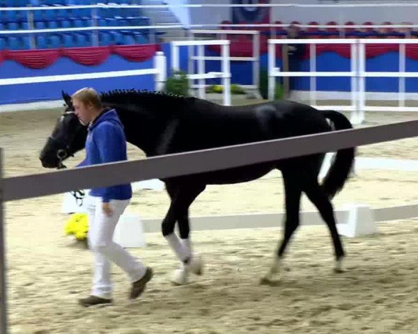 dressage horse Hengst von Sir Donnerhall (Rhinelander, 2011, from Sir Donnerhall I)