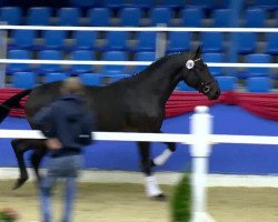 dressage horse Hengst von Florencio I (Hanoverian, 2011, from Florencio I)