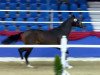 dressage horse Fabulus von Nymphenburg (Rhinelander, 2011, from Feedback 16)