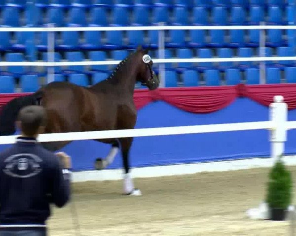 dressage horse Batista von Nymphenburg (Hanoverian, 2011, from Blue Hors Bentley)