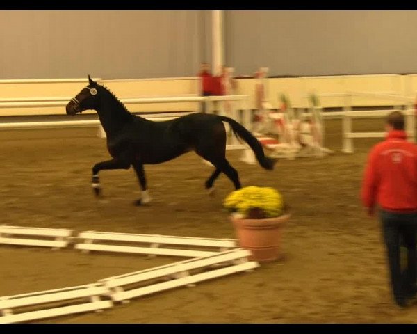 dressage horse Clausthaler (Westphalian, 2011, from Camax L)