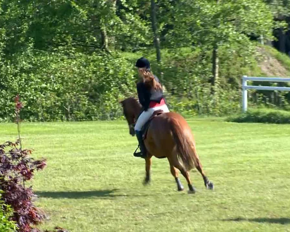 jumper Frizzantino 21 (Hanoverian, 2008, from For Edition)