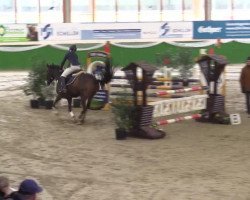 jumper Crovaldo T (German Riding Pony, 2008, from Crocodile Rock)