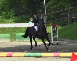 jumper Vitalitti (KWPN (Royal Dutch Sporthorse), 2002, from Gran Corrado)