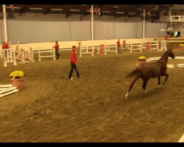 jumper Goedmakertje GH (KWPN (Royal Dutch Sporthorse), 2011, from Spartacus TN)