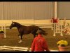 dressage horse Vitaly 4 (Westphalian, 2011, from Vitalis)