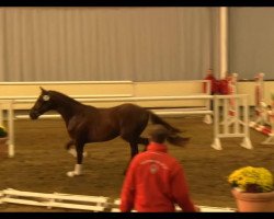 dressage horse Vitaly 4 (Westphalian, 2011, from Vitalis)