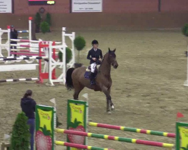 jumper Djerma (KWPN (Royal Dutch Sporthorse), 2008, from Numero Uno)