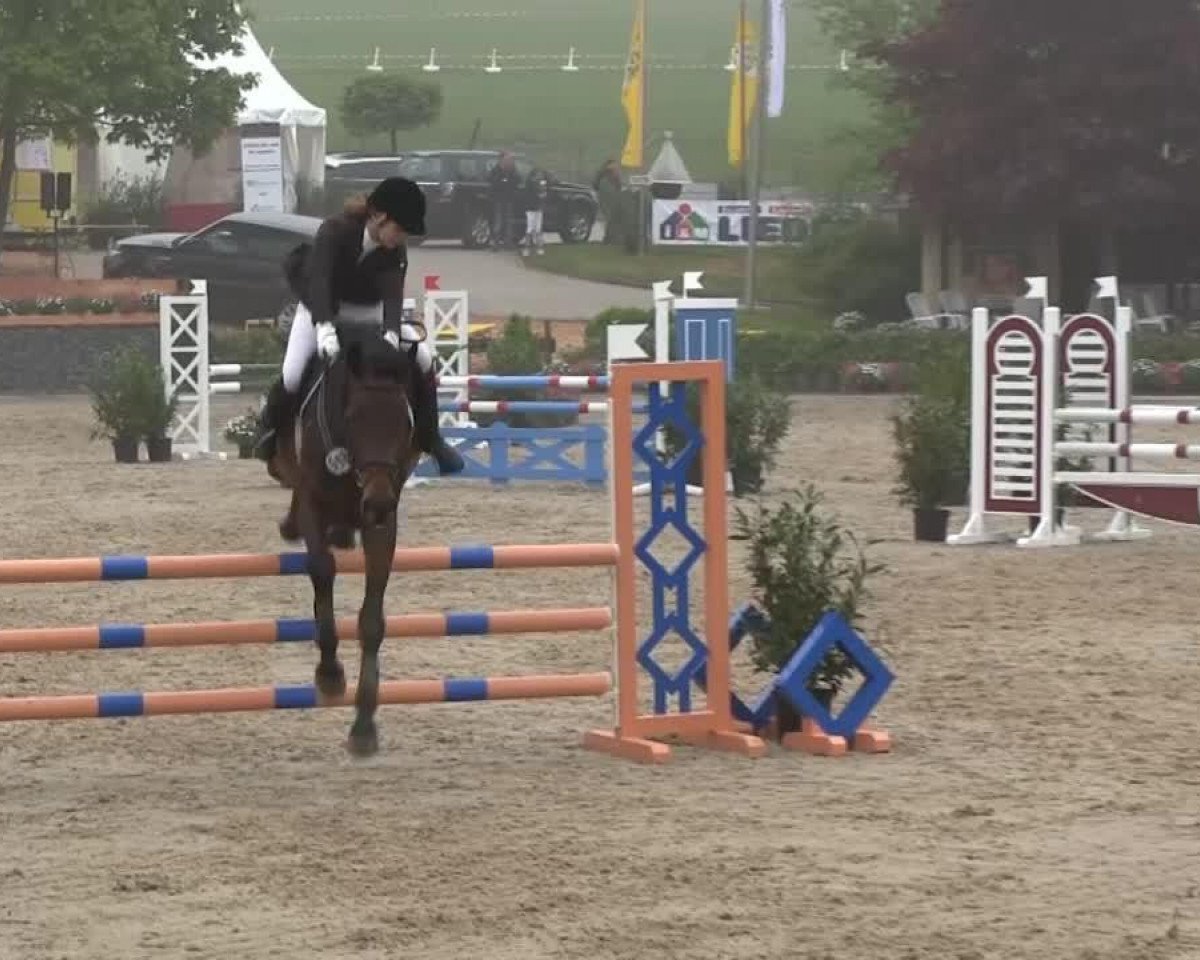 dressage horse DC (Holsteiner, 2009, from Diarado)