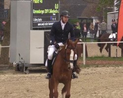 dressage horse Paule 48 (Westphalian, 2009, from Peking)