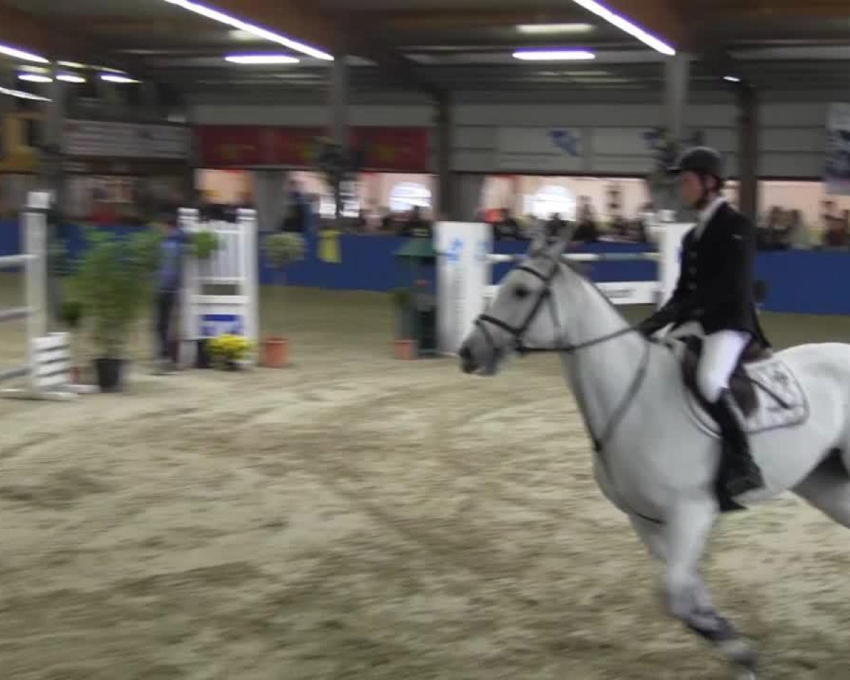 Springpferd Avalon (KWPN (Niederländisches Warmblut), 2005)