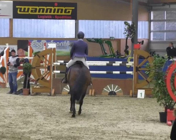 Springpferd Champ (KWPN (Niederländisches Warmblut), 2007)