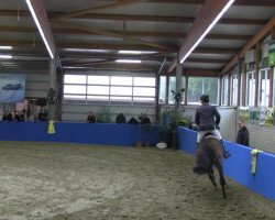 Springpferd Centa Bella (KWPN (Niederländisches Warmblut), 2007, von Ovidius)