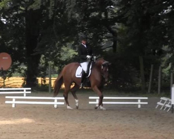 dressage horse Daressa Vita (Westphalian, 2010, from Daressalam 4)