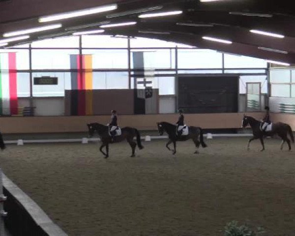 dressage horse Hedwig M (Hanoverian, 2009, from Hochadel)