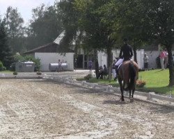 dressage horse Derek 15 (Oldenburg, 2007, from Don Larino 171 FIN)