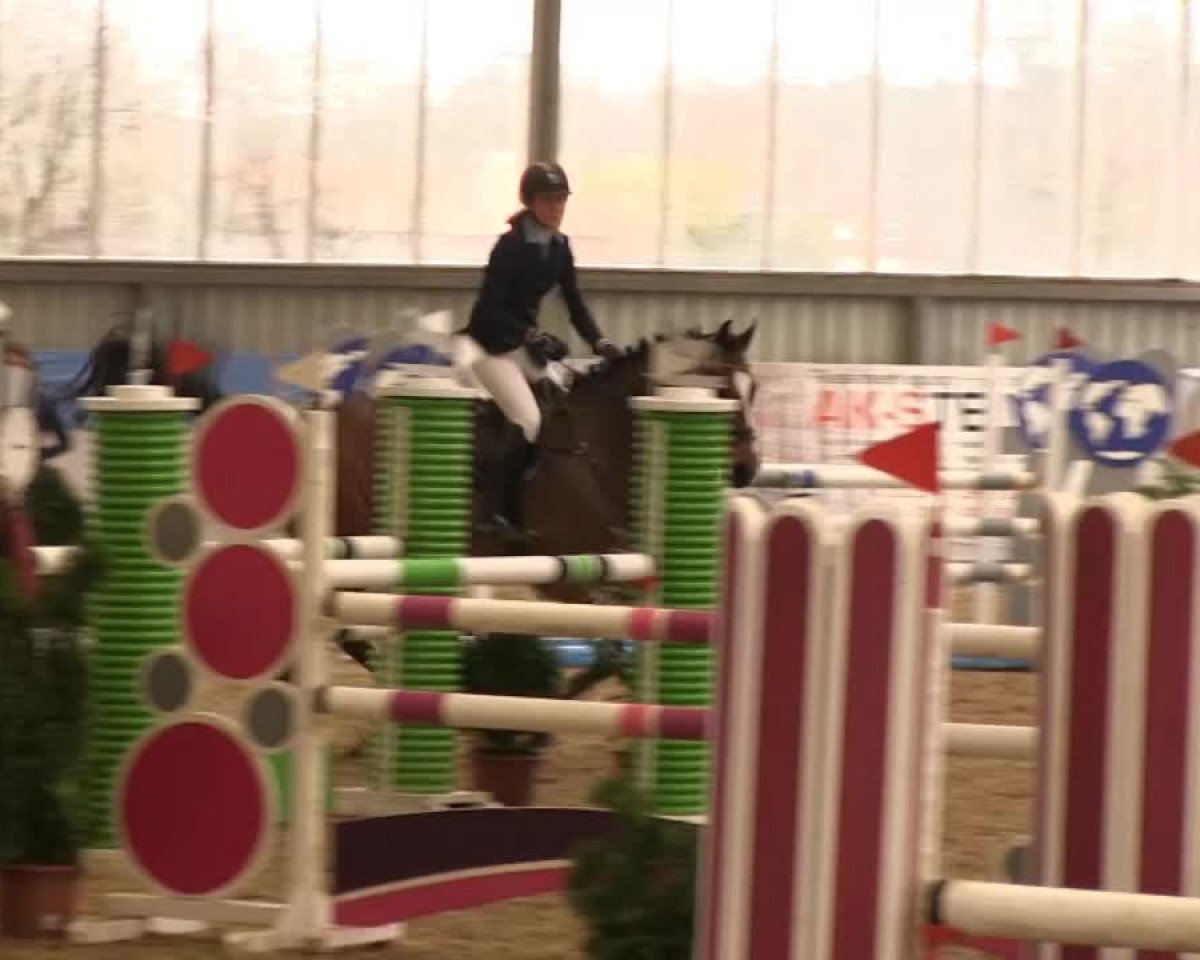 jumper Amiant H (German Sport Horse, 2008, from Arctic)