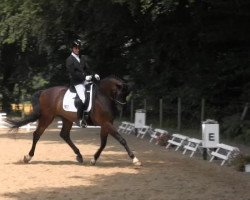 dressage horse Sechs Richtige (Westphalian, 2009, from Swarovski)