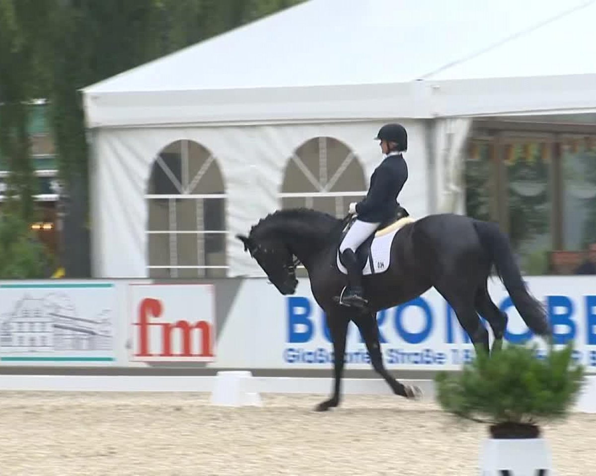stallion Sign of freedom (Hanoverian, 2009, from Sandro Hit)