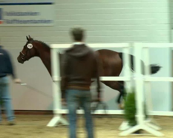 jumper Hengst von Quaid I (Hanoverian, 2011, from FRH Quaid)