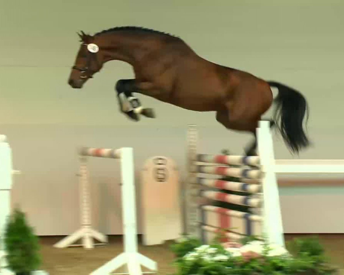 Pferd Nomen est Omen (Oldenburger Springpferd, 2011, von Numero Uno)