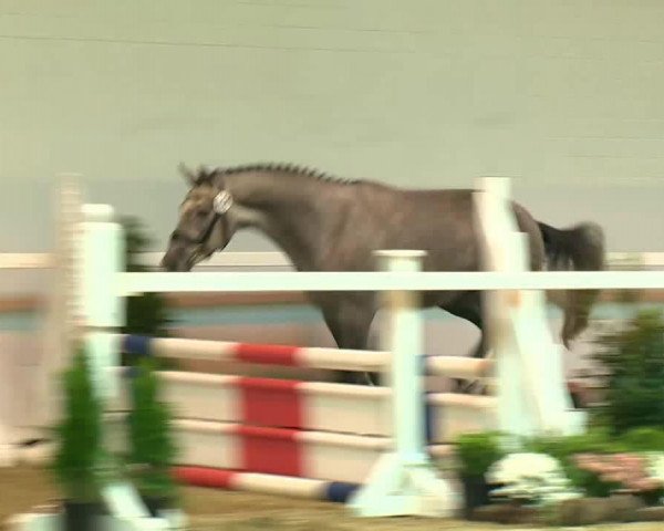 jumper Hengst von Stakkato (Hanoverian, 2011, from Stakkato)