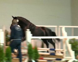 jumper Hengst von Diarado (Oldenburg show jumper, 2011, from Diarado)