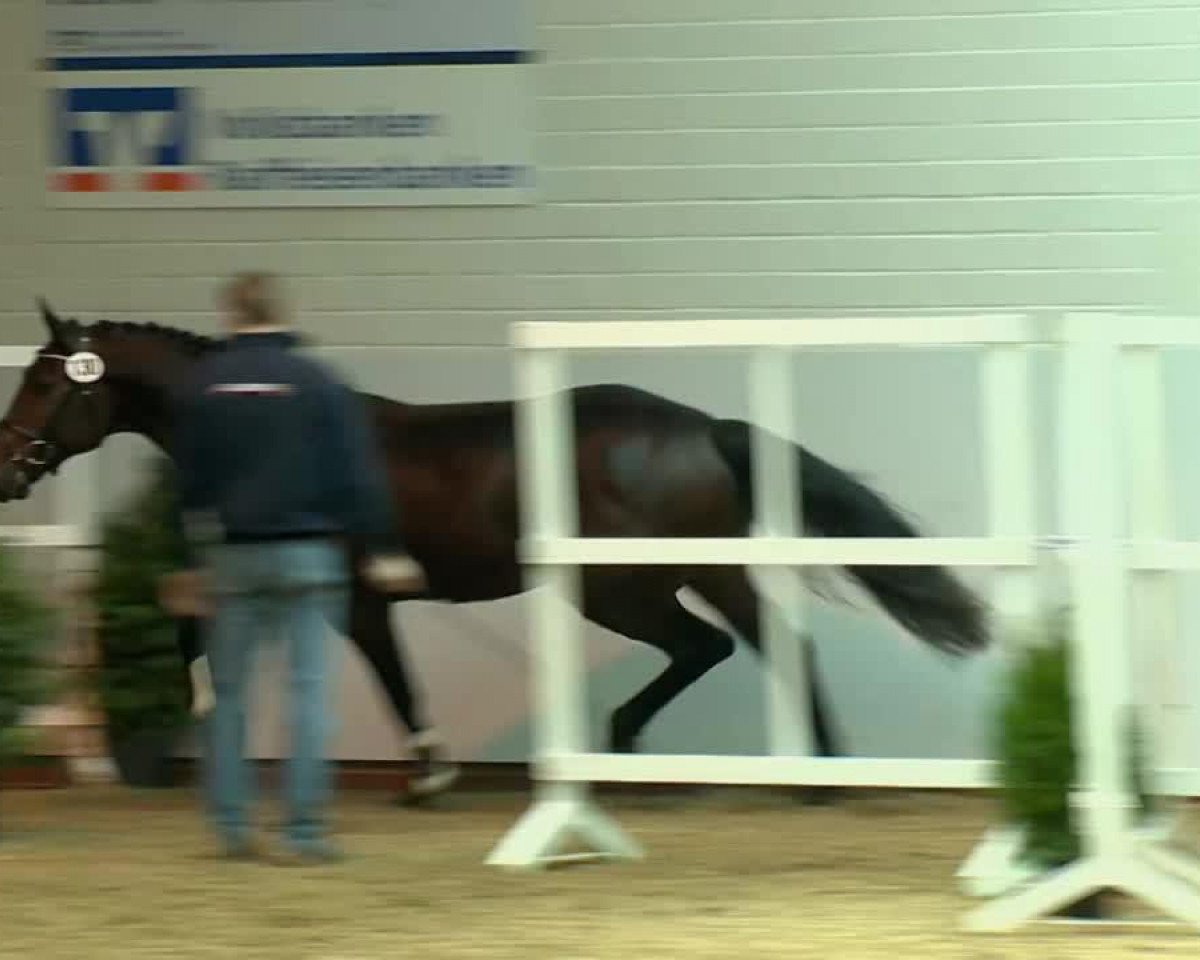 jumper Hengst von Corrado I (Holsteiner, 2011, from Corrado I)