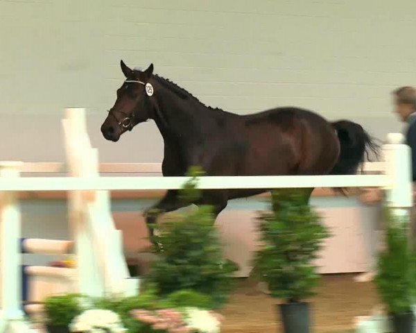 jumper Hengst von Clinton II (Oldenburg show jumper, 2011, from Clinton H)