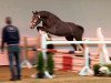 jumper Concara Lvp Z (Zangersheide riding horse, 2010, from Cancara)