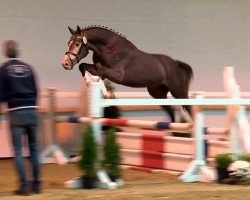 jumper Concara Lvp Z (Zangersheide riding horse, 2010, from Cancara)