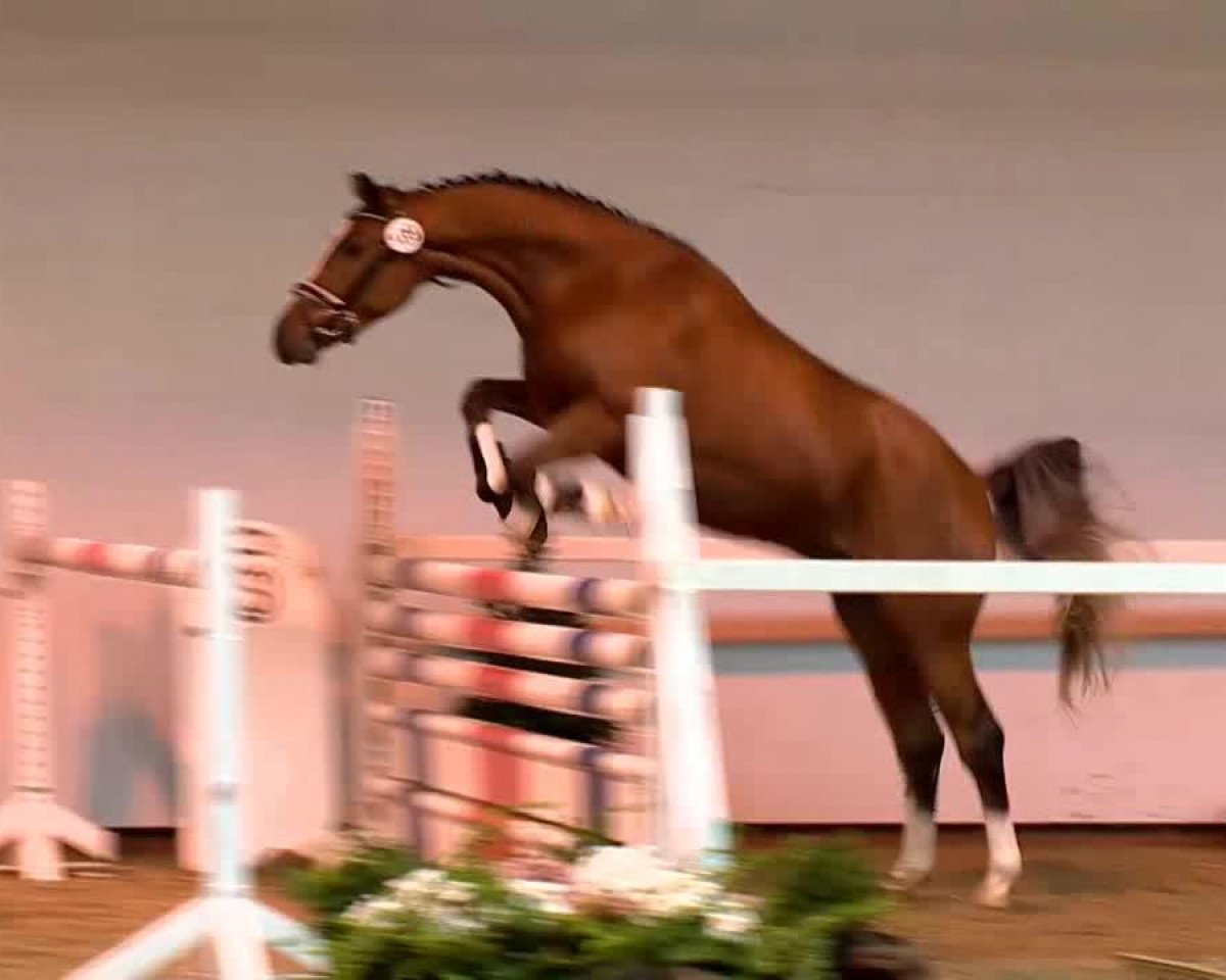 jumper Quipero R (Oldenburg, 2011, from Qui Maro)