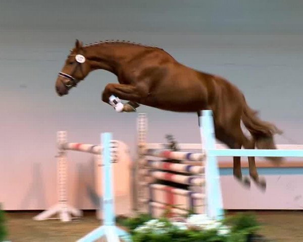 jumper Nabab Quality Z (Zangersheide riding horse, 2011, from Nabab de Rêve)