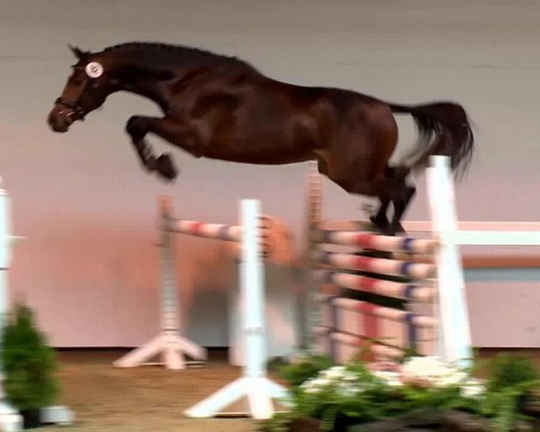 Pferd Grandios (KWPN (Niederländisches Warmblut), 2011, von Chello III VDL)