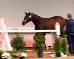 jumper Hengst von Check In (Oldenburg show jumper, 2011, from Check In 2)